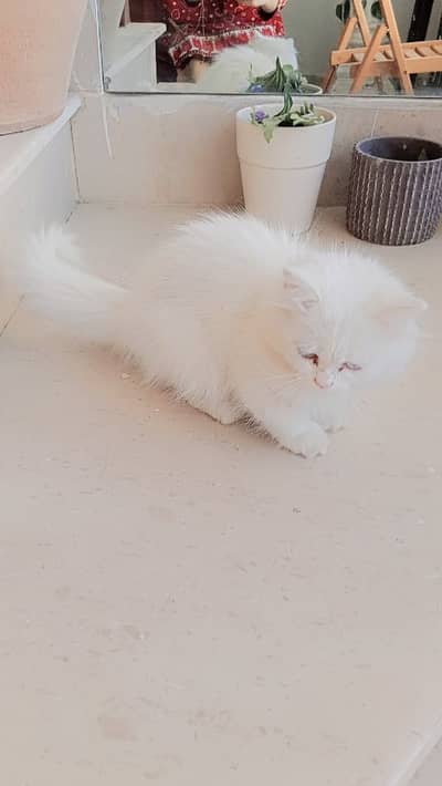 Selling my female Persian kitten