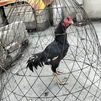 pure nawab wala bahut kamal ka breeder high quality full hai murga