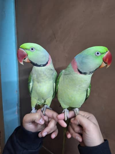 Talking kashmiri Raw parrot