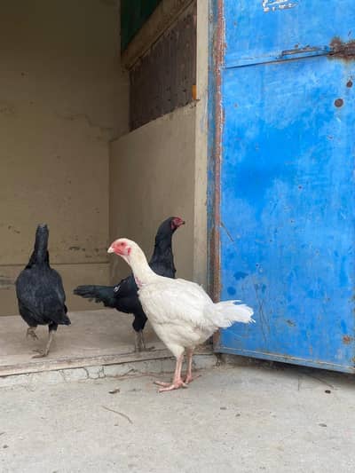 aseel Heera or mushki madi