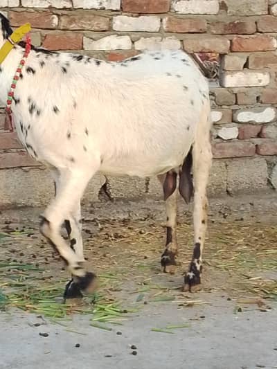 gaban teyar goat