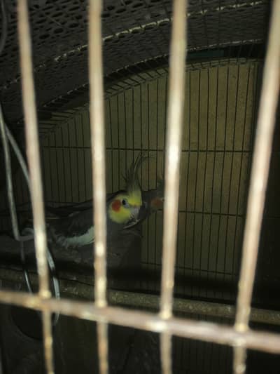 cockatiel breeder pair