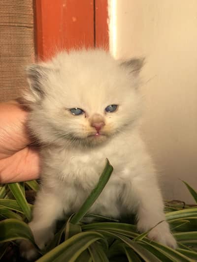 Persian kittens