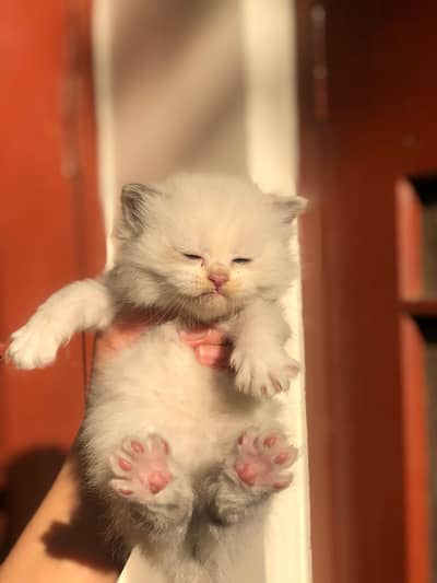 Persian kittens/ contact 03054646038