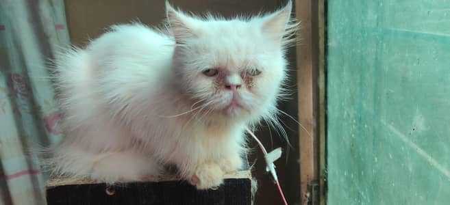 punch face female cats