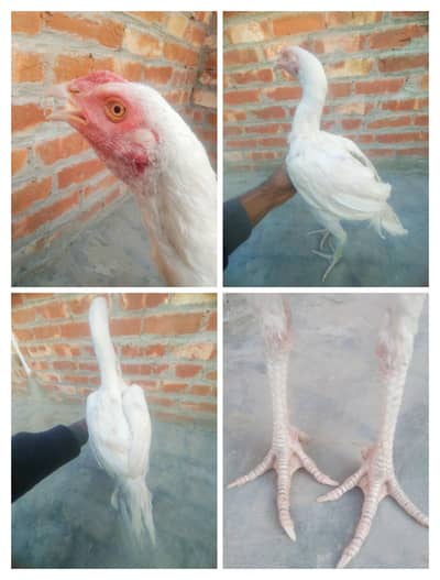 100% Original Heera Aseel ( Pathy )