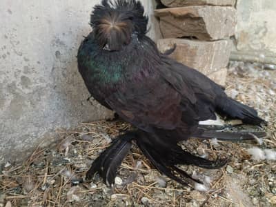 Bukhari/Trumpeter Male