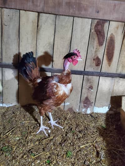 Desi morgia egg lying