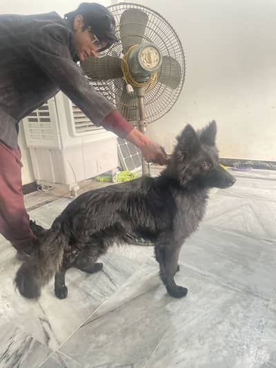 Black German Shepherd female available for sale