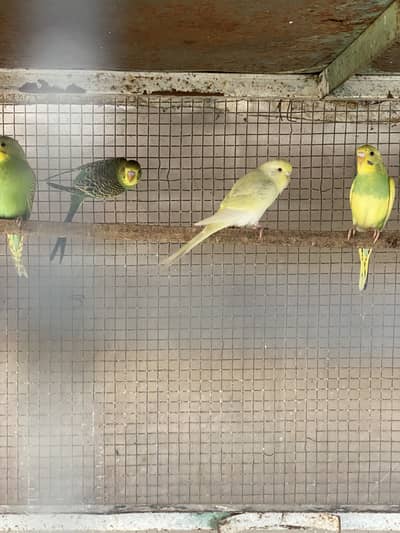 Bajri pathay and red eye pair for sale, contact 03077965568