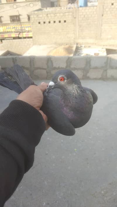 Gola Kabotar hai larta wa