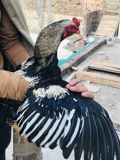 Top quality aseel for aseel lovers