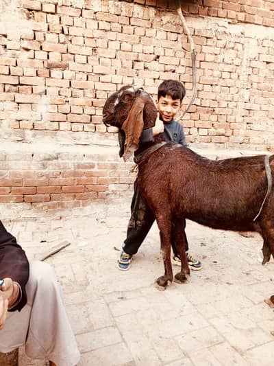 Naghri bakri full size