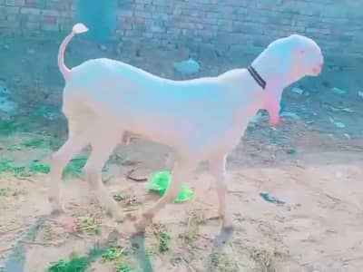 Qurbani ke liye bahut pyari Bakra for sale/ +03291198926