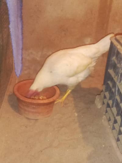 farmi young andy deny wali murghi