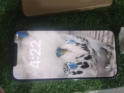 12 pro max pta approved