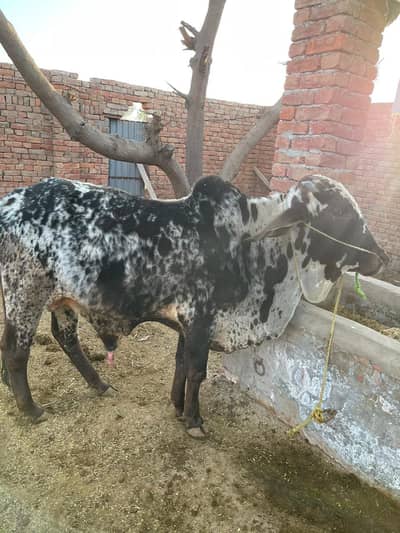 MAKHI CHEENA BULL FOR SALE