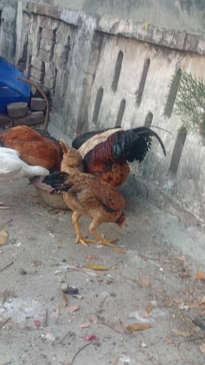 desi Hens For Sale