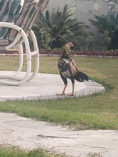 very fast mashallah bahut khoobsurat