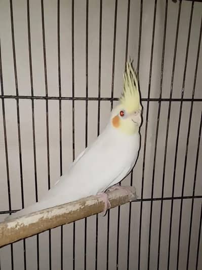 Cocktail and Love Bird