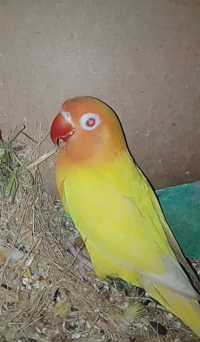 Cocktail and Love Bird