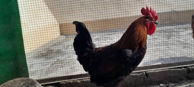 Golden misri murgi for sale