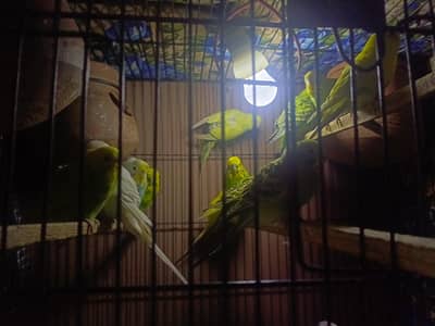 Each Parrot 400 Rupees