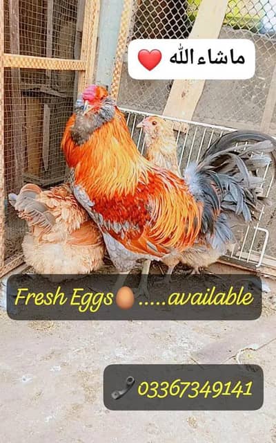 Ameraucana blue & green eggs layer pure breed fertile eggs available
