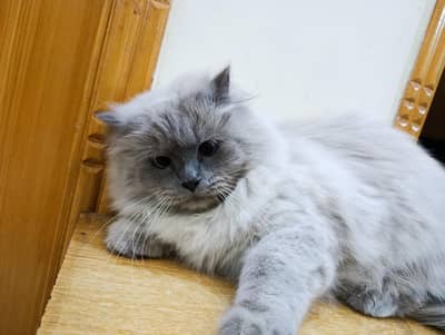 himalayan Male Cat