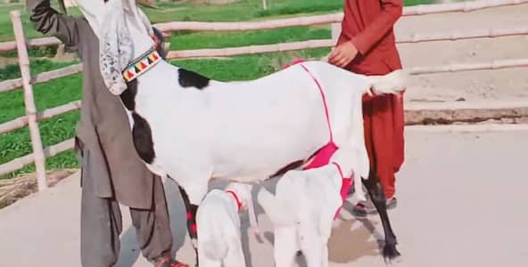 2 Bacchon Ka Sath Desi Bakri For Sale/+03291198926