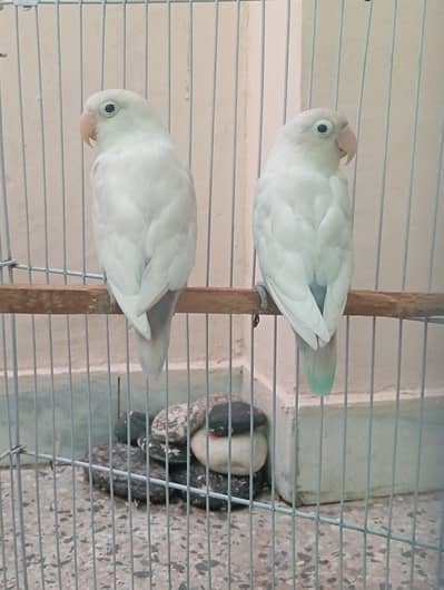 Pastel Ino Lovebird Male for Sale