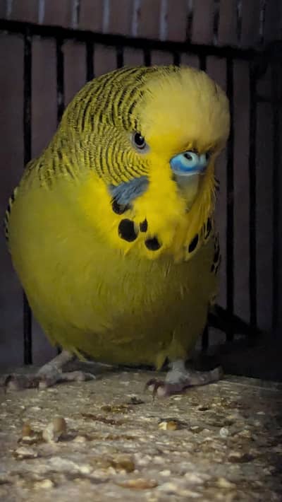 under exhibition king size tcb male budgie