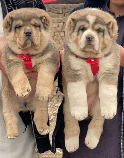Afghan Kuchi | pure Afghan Kuchi puppies pair | Afghan Kuchi dog