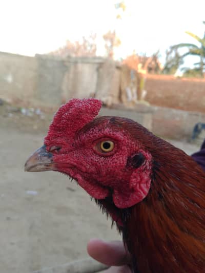 healthy active murga haa jis bhi na Lena haa rabta kar la