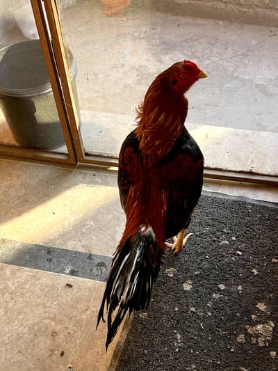 Lakha Mianwali Aseel