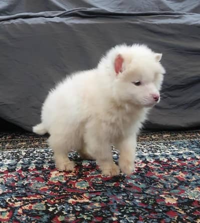 white Siberian Husky extreme wholly coat