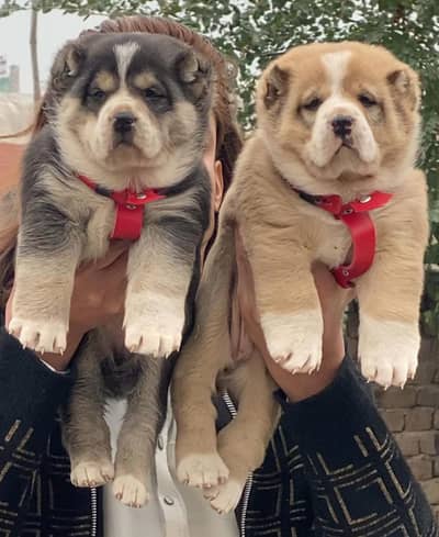 Afghan Kuchi | pure Afghan Kuchi puppies pair | Afghan Kuchi dog