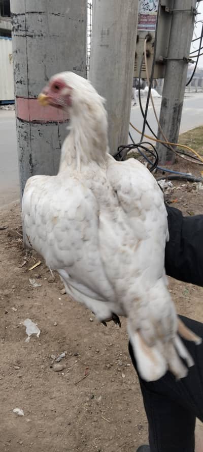 Aseel morgi or chicks for sal 03066166247 WhatsApp namber