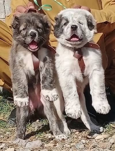 Afghan Kuchi | pure Afghan Kuchi puppies pair | Afghan Kuchi dog
