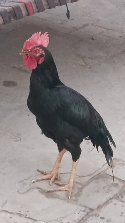 High quality aseel black pair for sale