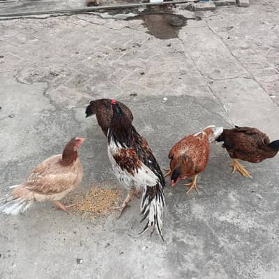 4hens and one aseel cook