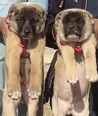Afghan Kuchi | pure Afghan Kuchi puppies pair | Afghan Kuchi dog