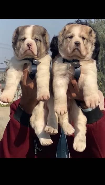 Afghan Kuchi | pure Afghan Kuchi puppies pair | Afghan Kuchi dog