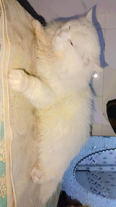 persian cat white color