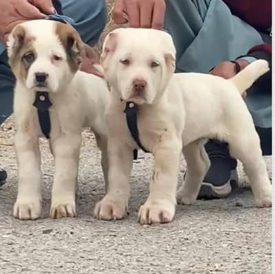 Kangal | kurdish kangal | Turkish kangal | puppies pair |kangal dog
