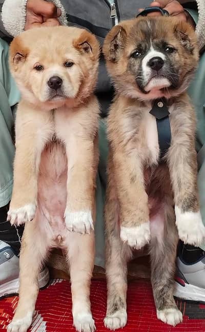 Afghan Kuchi | pure Afghan Kuchi puppies pair | Afghan Kuchi dog