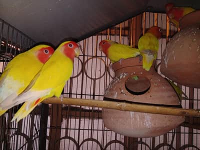 lutino pair + breeding