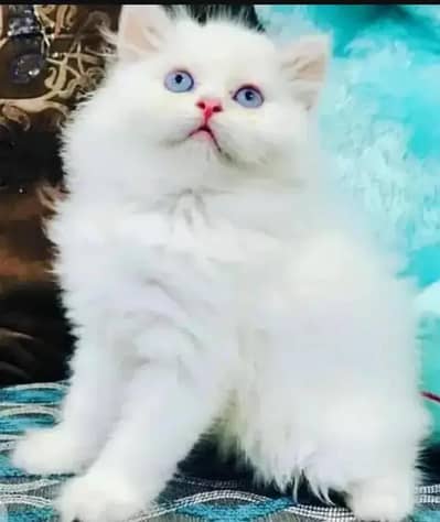 Imported Scottish fold kittens cat WhatsApp number 03477298721