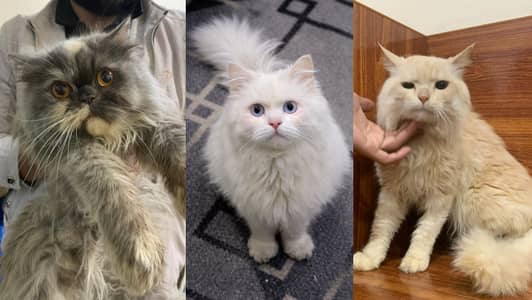 white Persian Cat |Persian Kitten |punch face |Triple Coat |cute cat
