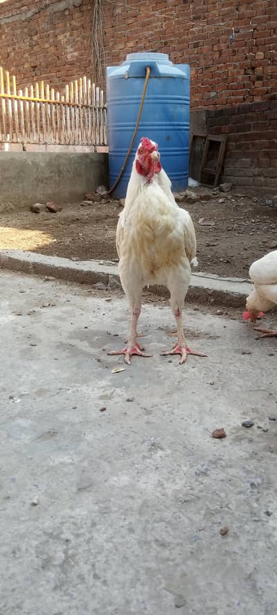 Heera male for sale